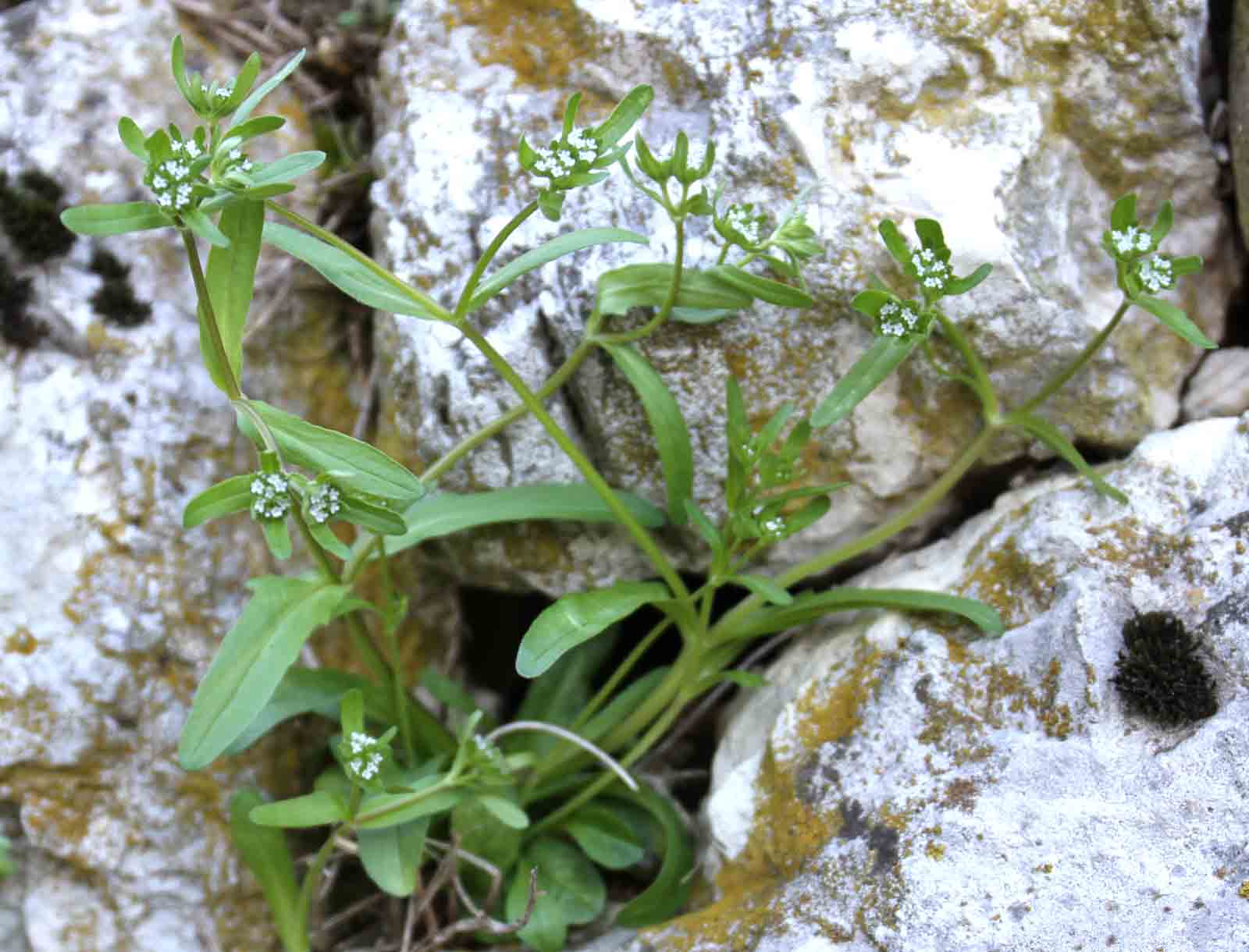 Valerianella sp.